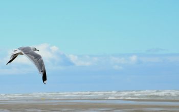 Toutes les activités incontournables à Marck !